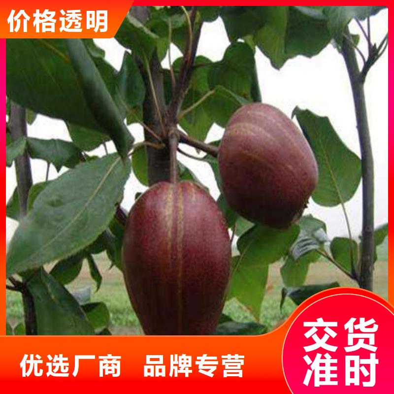 梨树苗-梨树苗全国直销