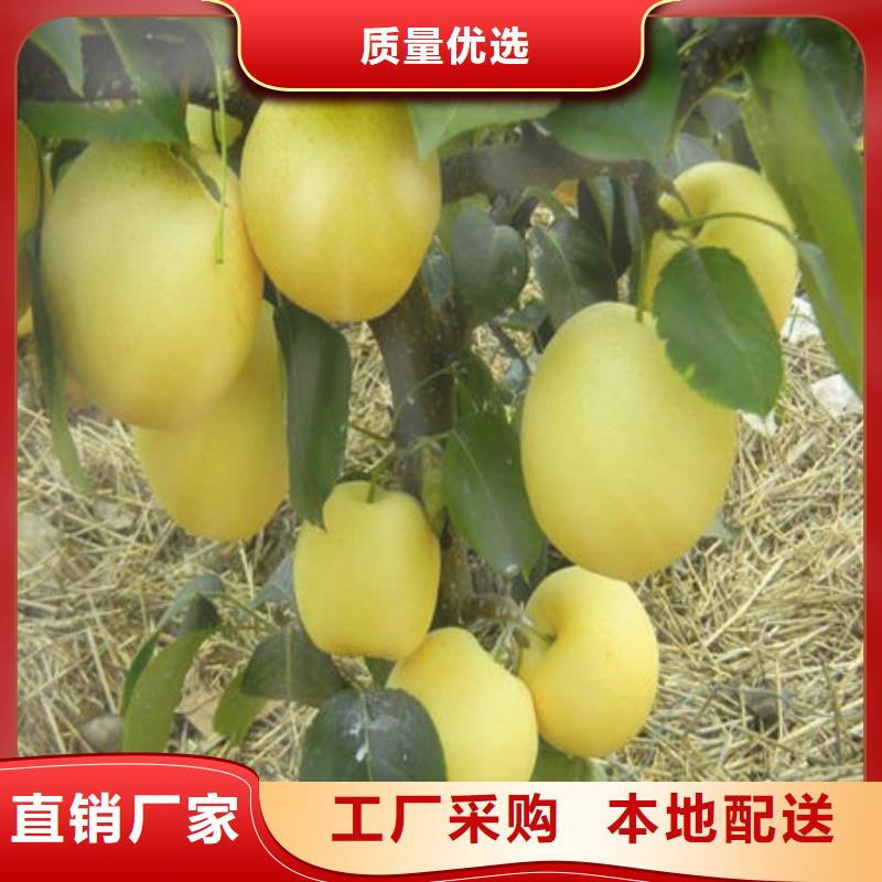 梨树苗-热销