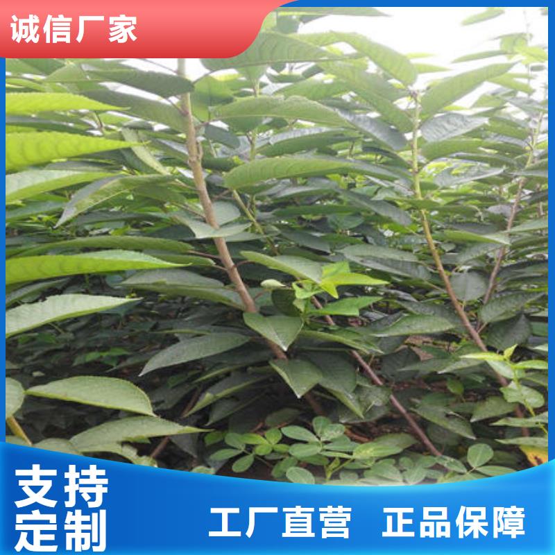 樱桃苗厂家价格优惠