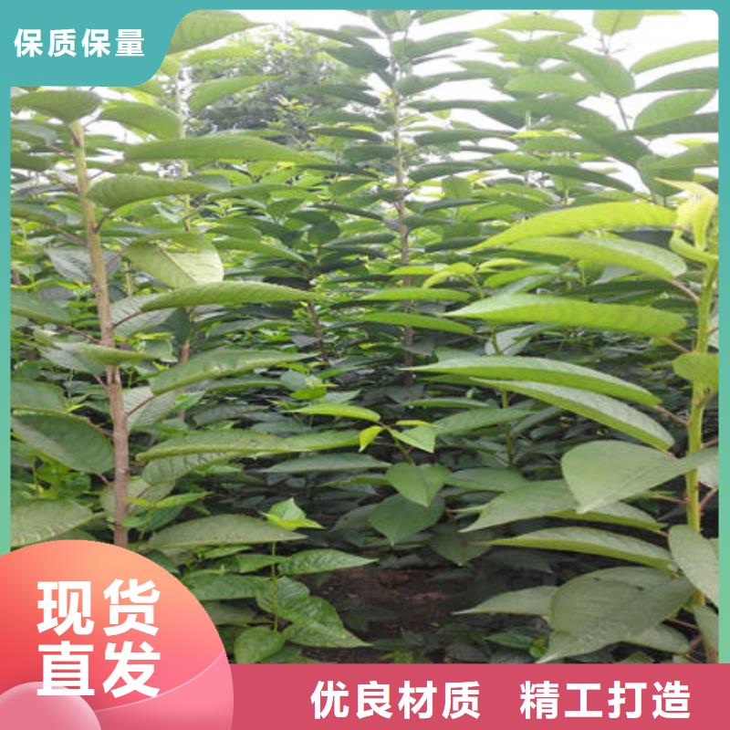 优质樱桃苗的厂家
