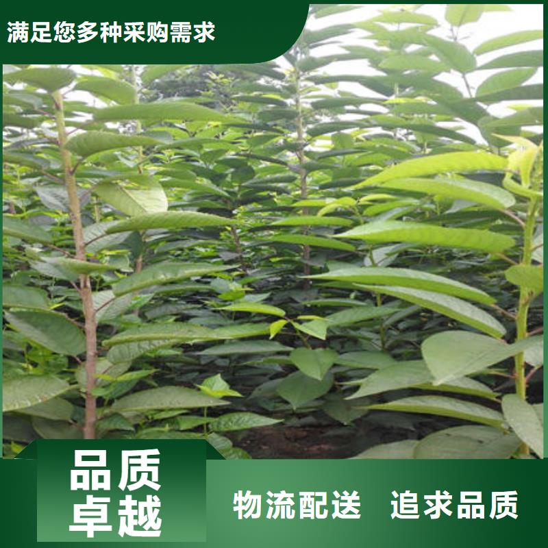 樱桃苗-樱桃苗货源充足