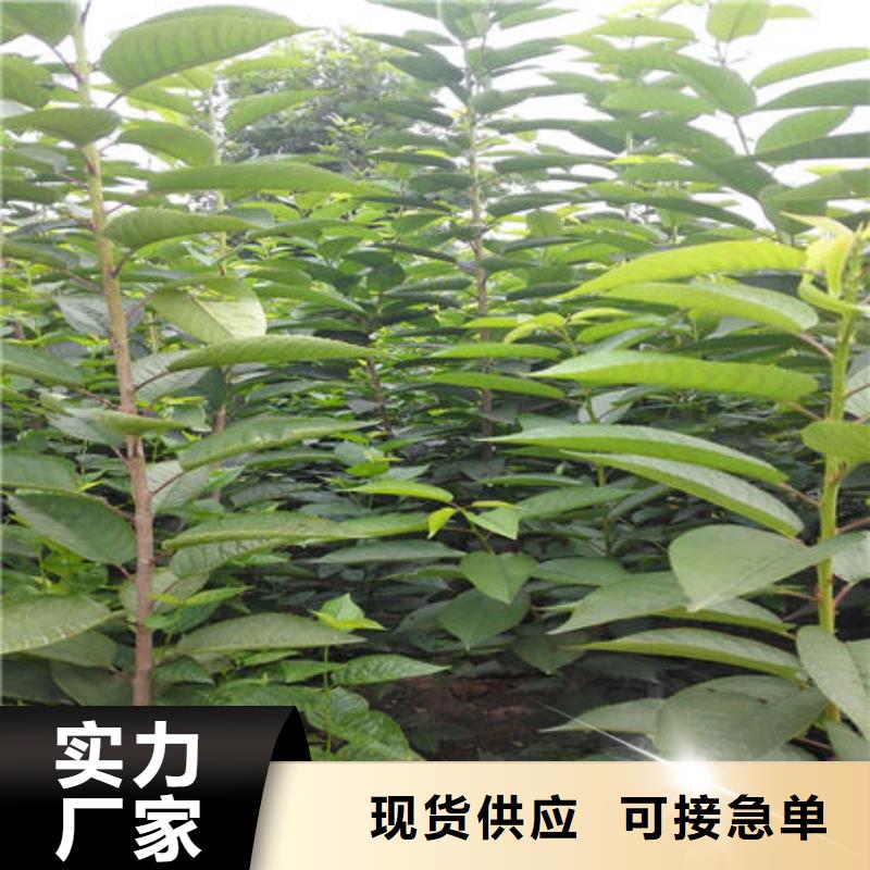樱桃苗-薄利多销