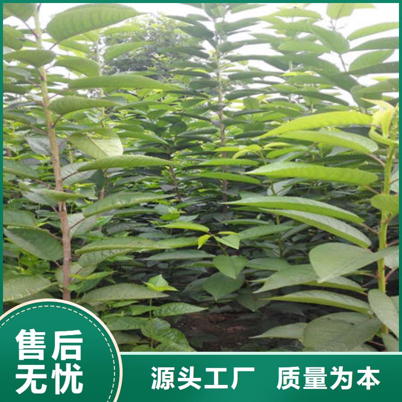 优选：樱桃苗品牌厂家