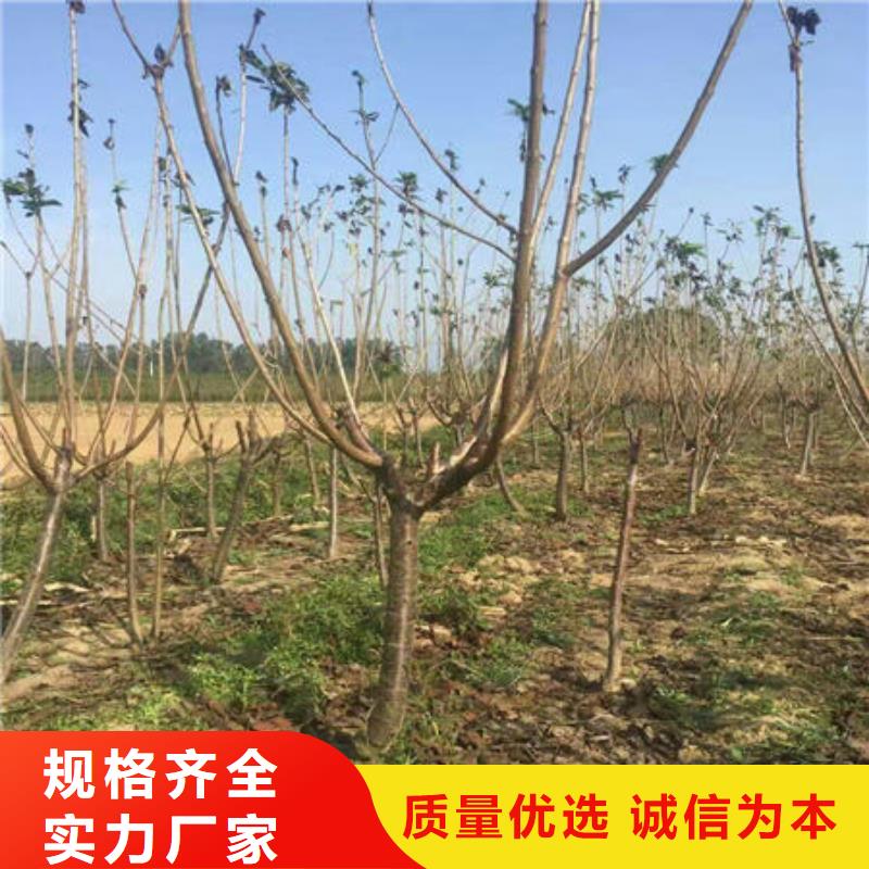 樱桃苗回收