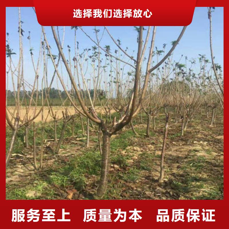 樱桃苗今日行情