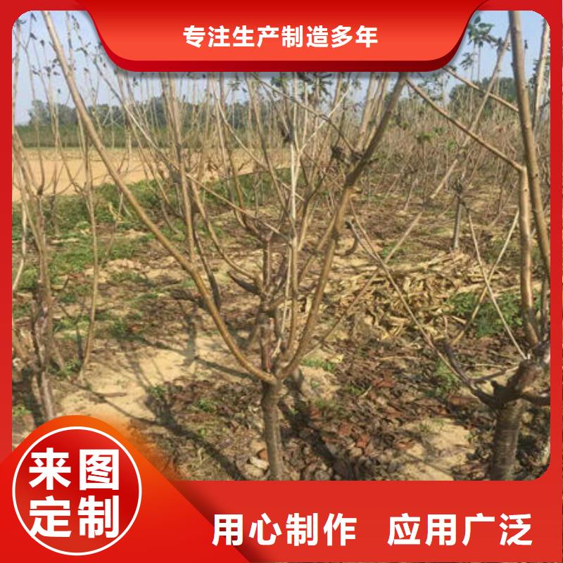 樱桃苗_樱桃苗