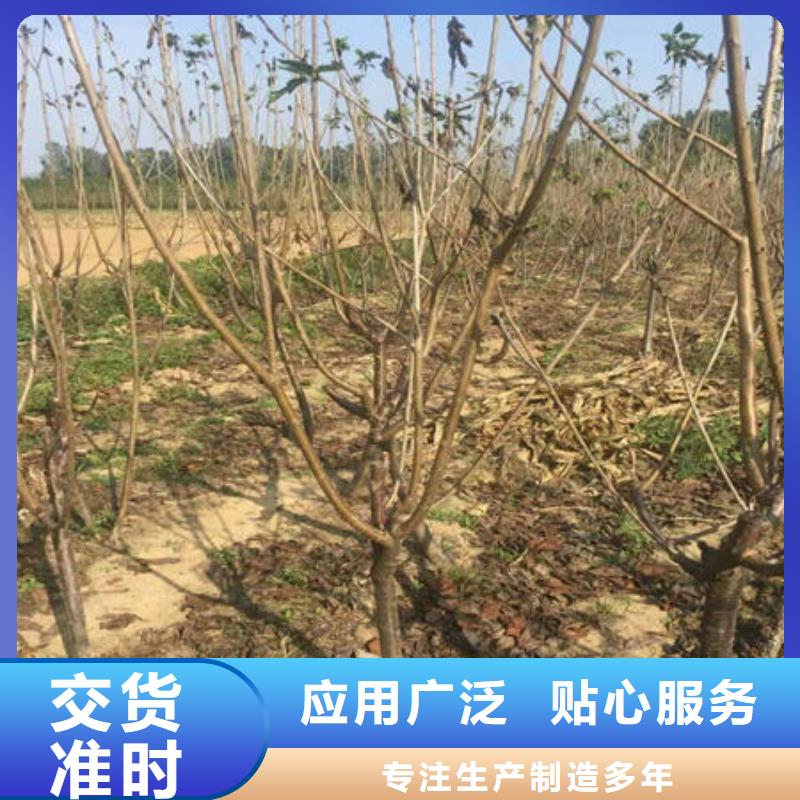 优质樱桃苗的厂家
