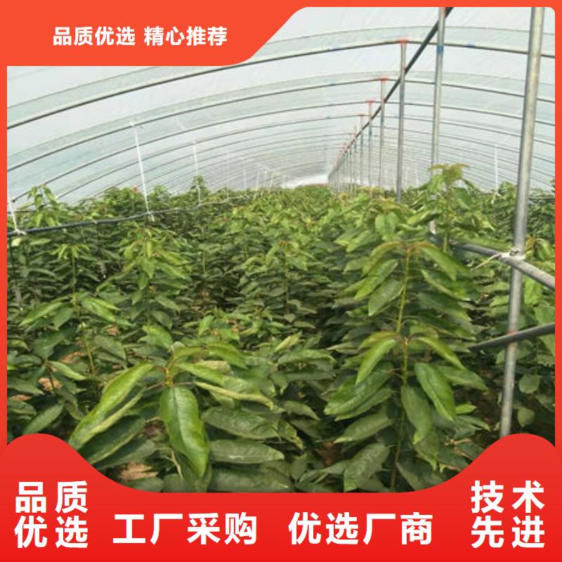 樱桃苗品种多样