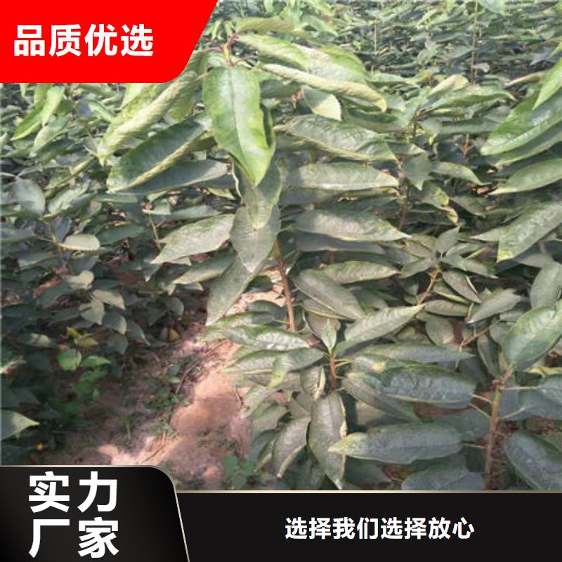 优质樱桃苗的厂家