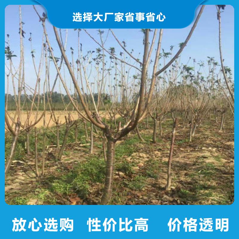 樱桃苗来图在线报价