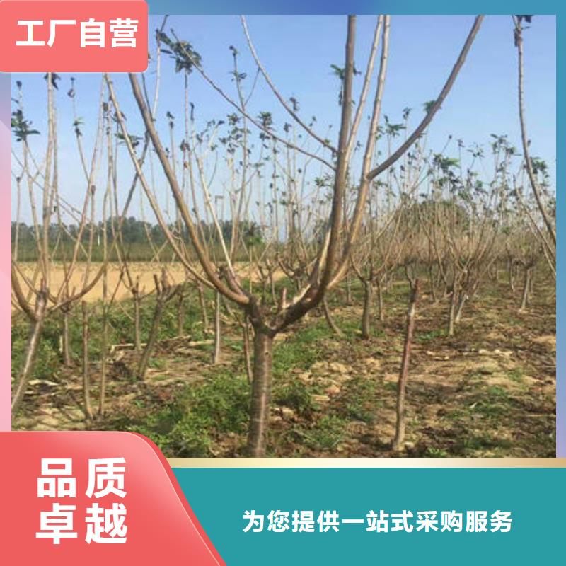 咨询：樱桃苗
