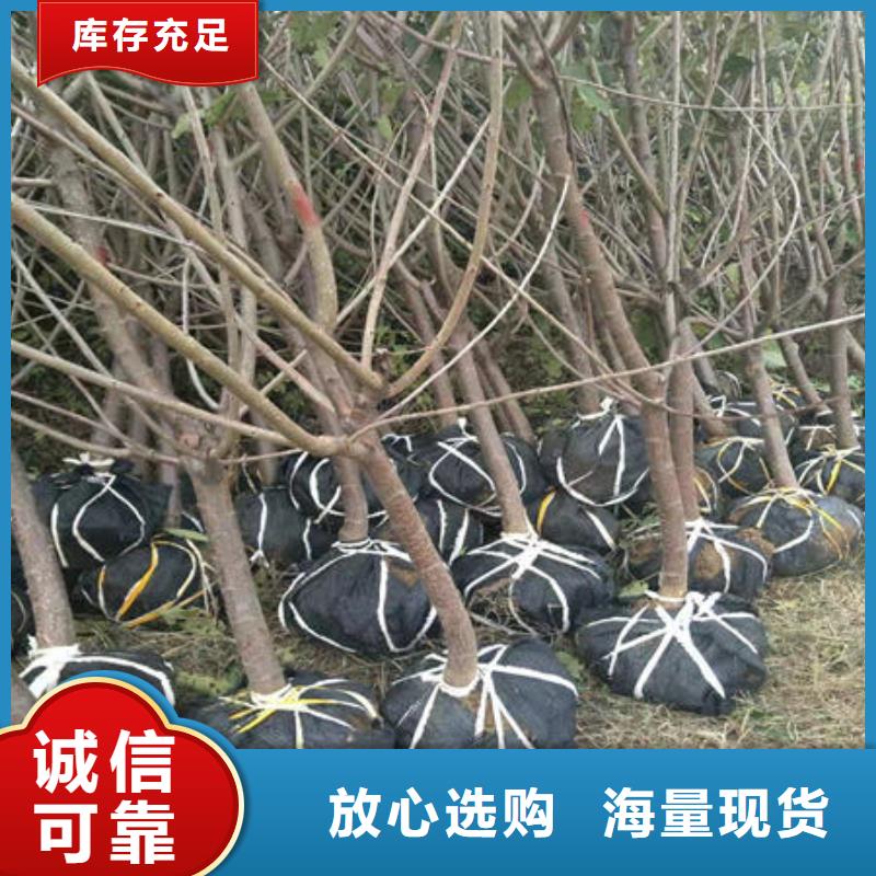 口碑好的樱桃苗销售厂家