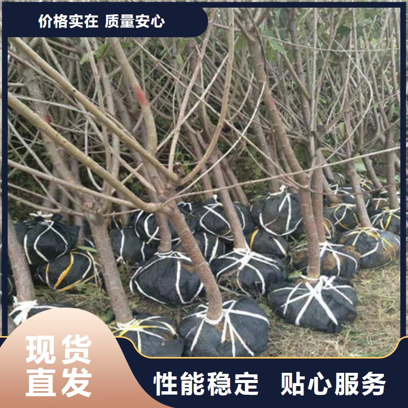 樱桃苗厂家信守承诺