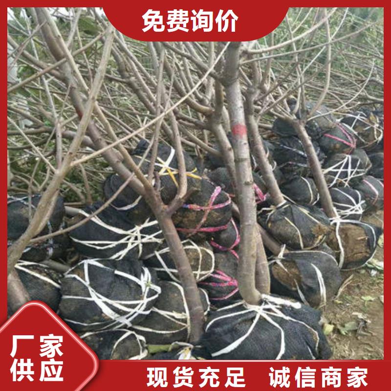 樱桃苗-樱桃苗货源充足