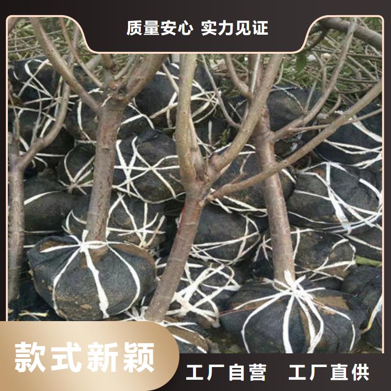樱桃苗_樱桃苗