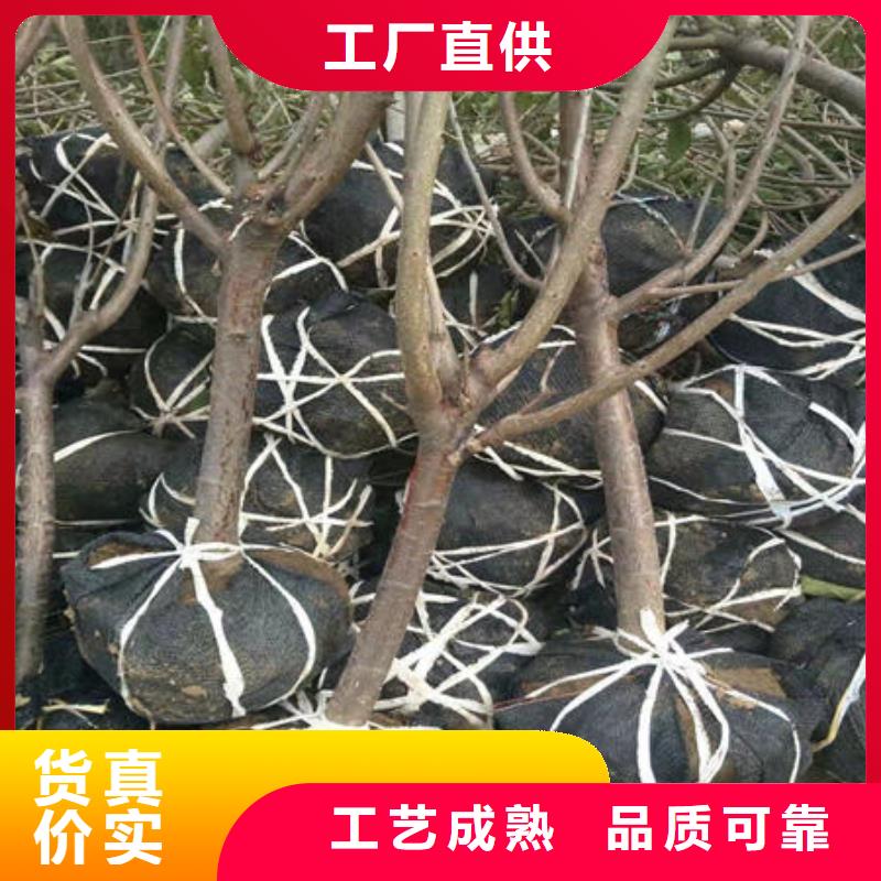 樱桃苗制造商