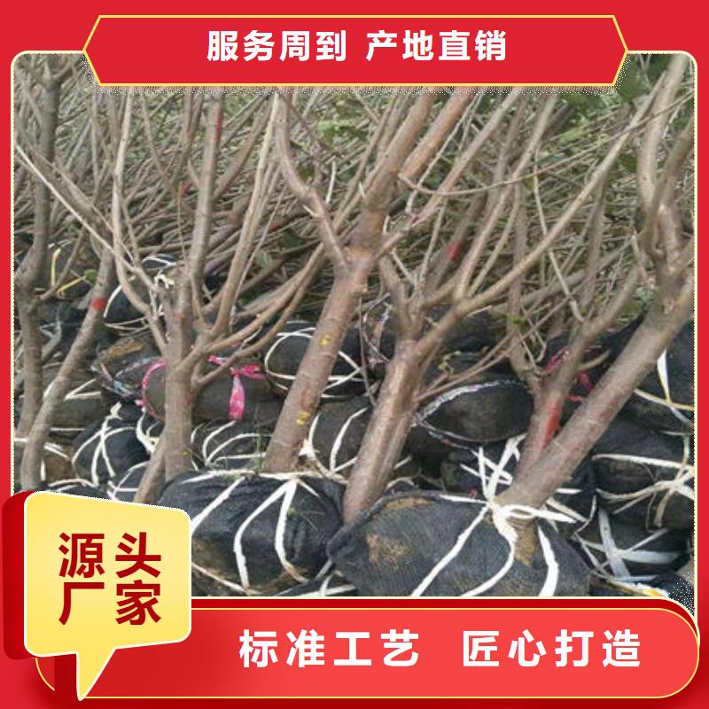 樱桃苗常年现货