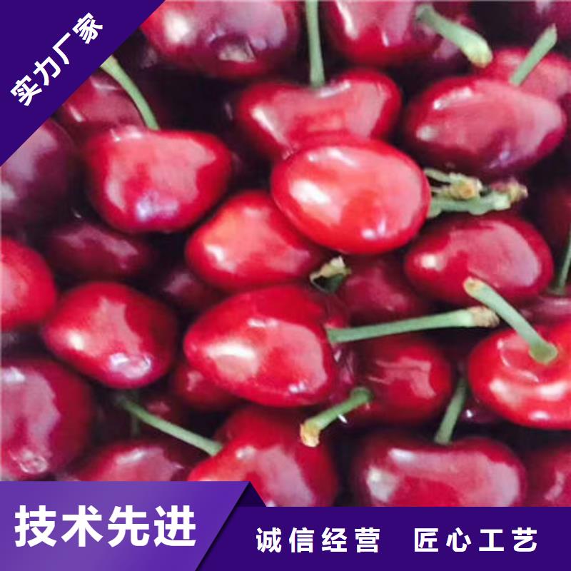 口碑好的樱桃苗销售厂家