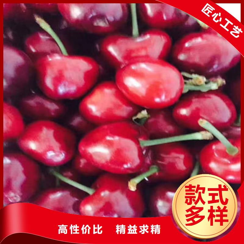 樱桃苗厂家价格优惠