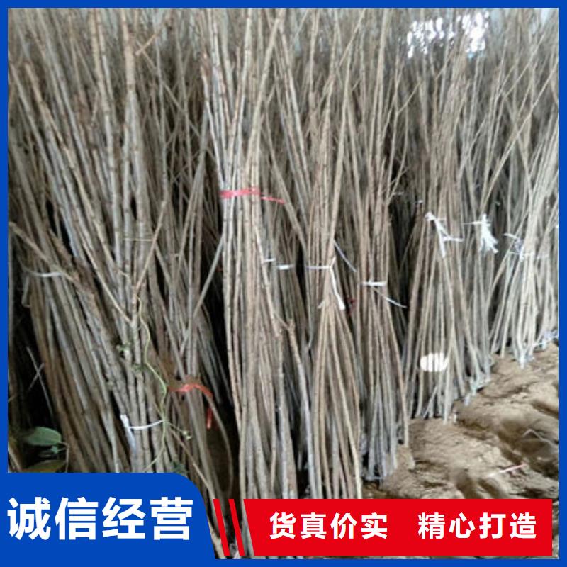 樱桃苗、樱桃苗生产厂家-