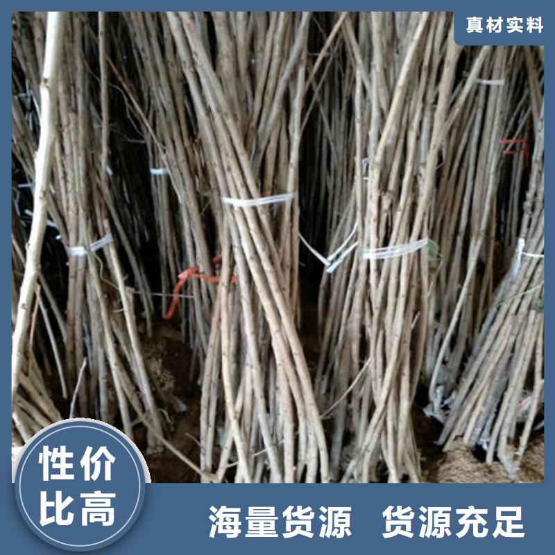 樱桃苗_价格优
