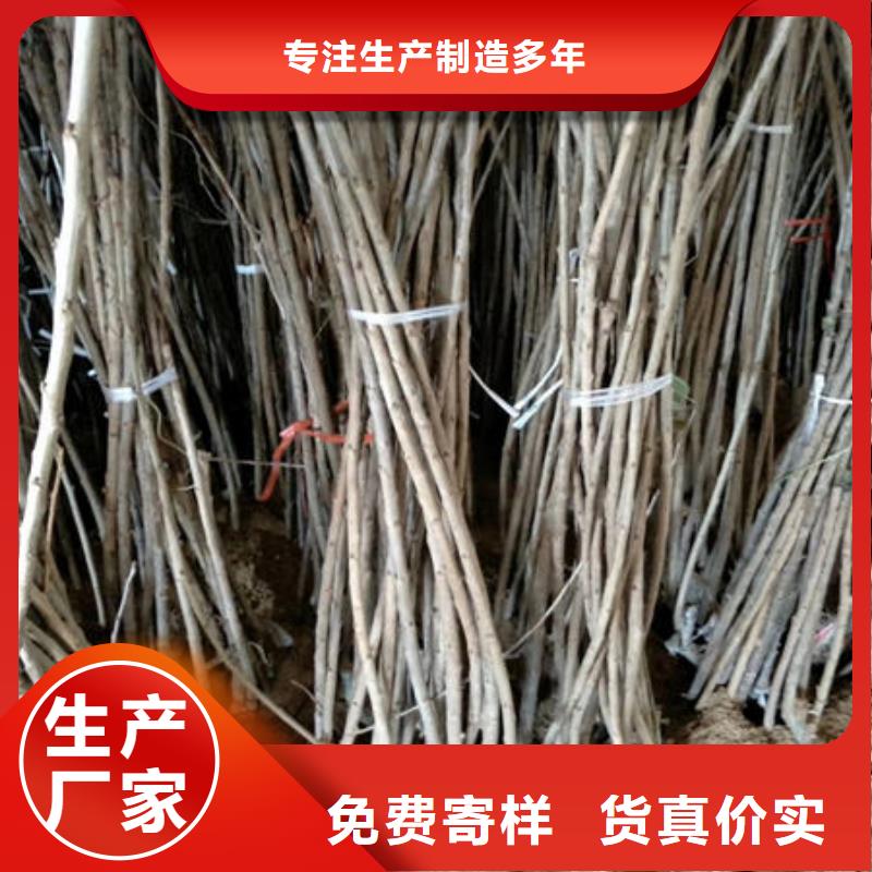 常年供应樱桃苗-靠谱