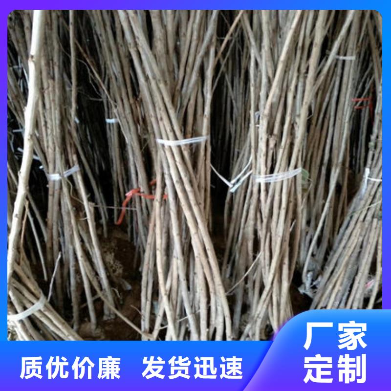 樱桃苗厂家-为您服务