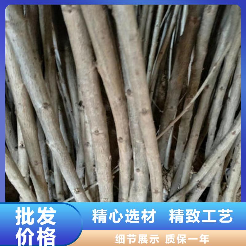 樱桃苗咨询享优惠