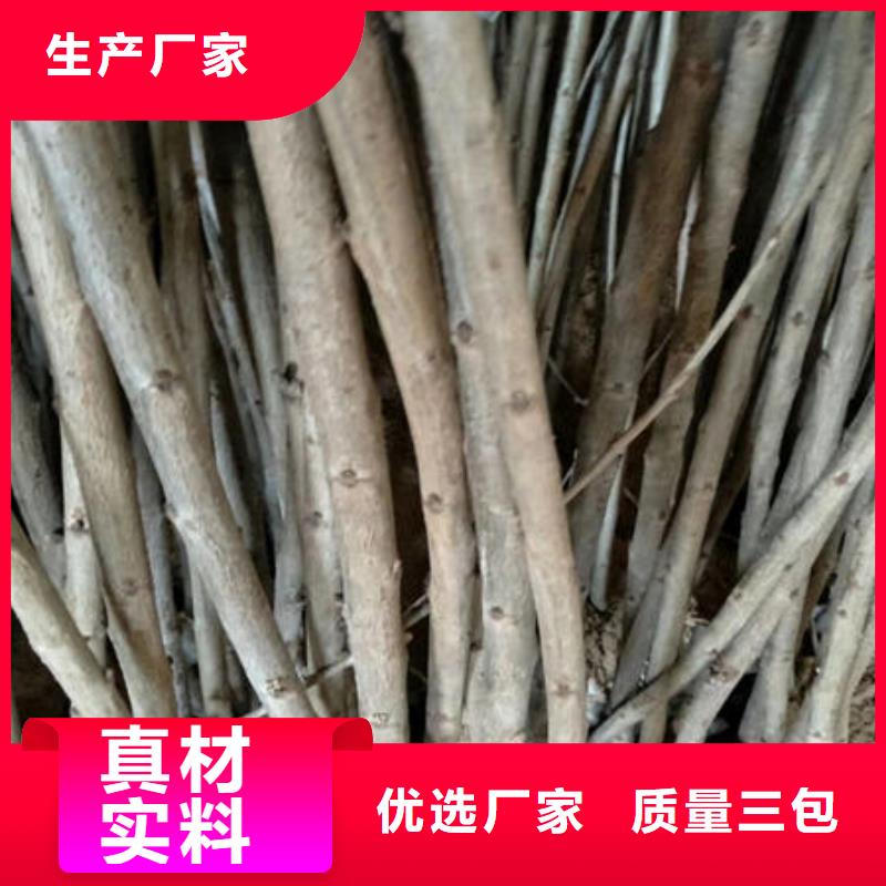 樱桃苗、樱桃苗生产厂家-
