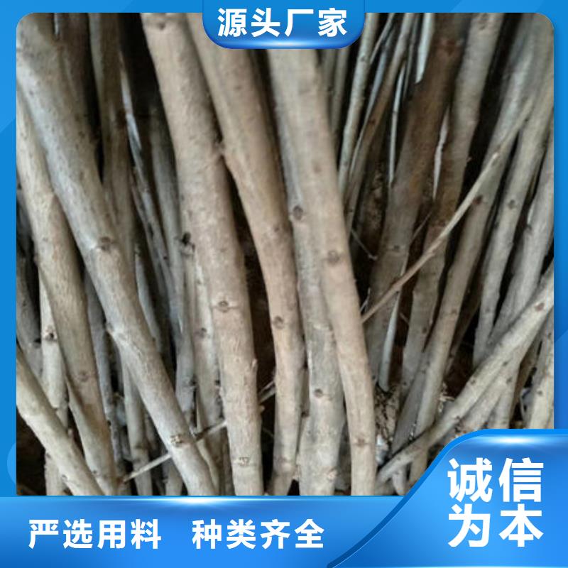 咨询：樱桃苗