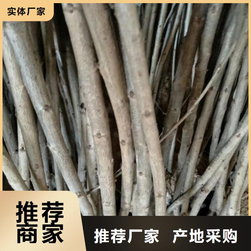 樱桃苗-樱桃苗货源充足