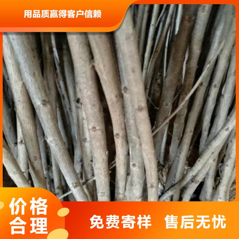 樱桃苗现货供应-可定制