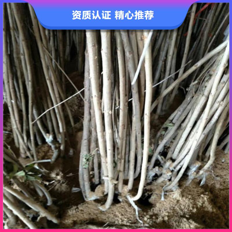 樱桃苗今日行情