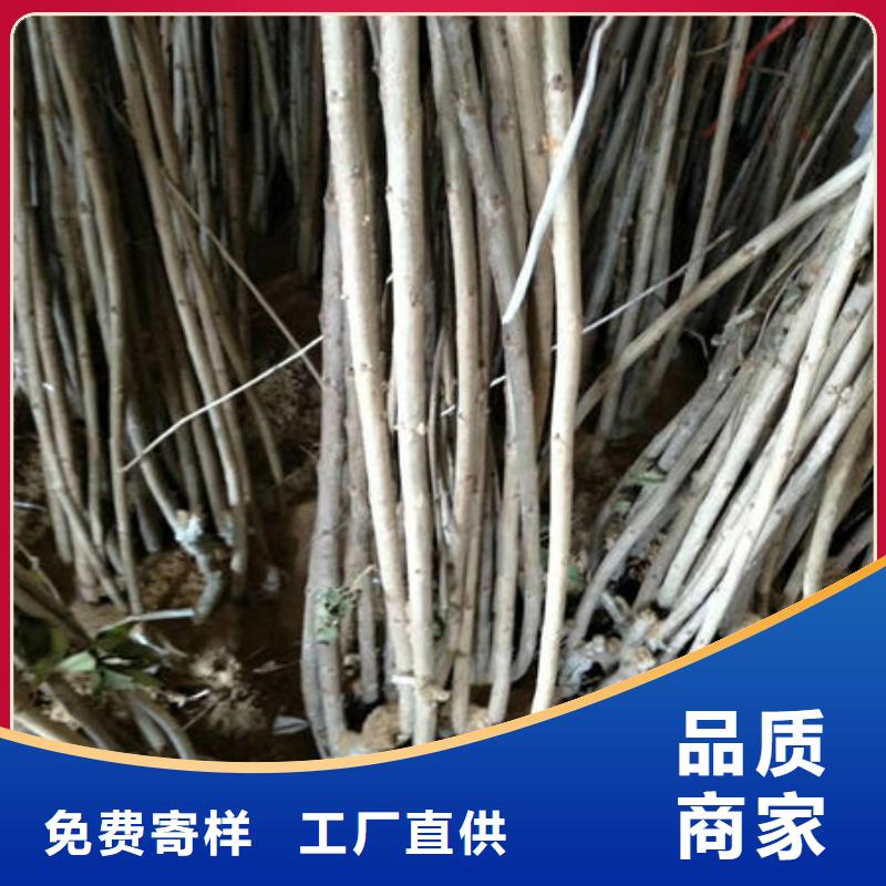 樱桃苗来电咨询