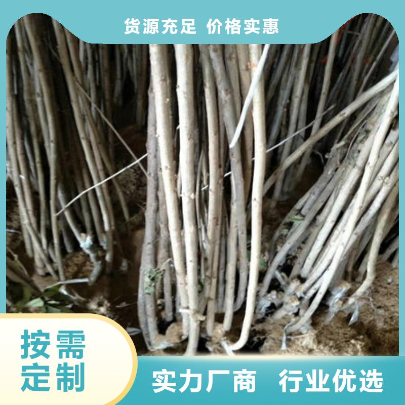 #樱桃苗#-价格优惠