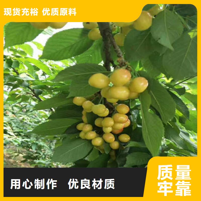 口碑好的樱桃苗厂
