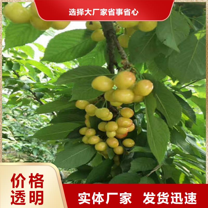 口碑好的樱桃苗销售厂家
