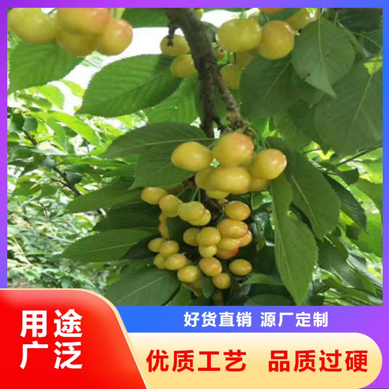 樱桃苗广受好评