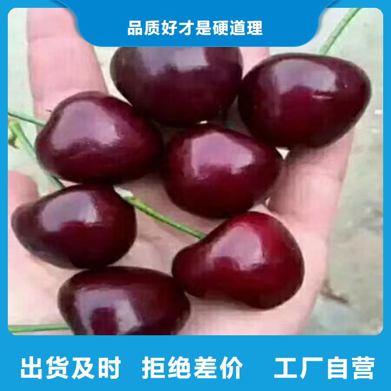 樱桃苗工厂-厂家