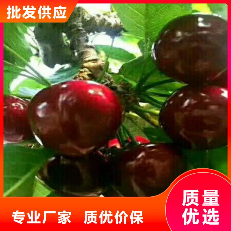 樱桃苗-我们只做高品质
