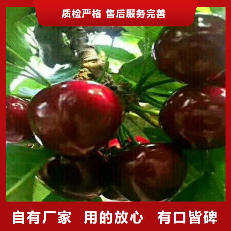 发货及时的樱桃苗供货商