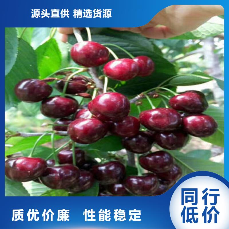 供应批发樱桃苗-大型厂家