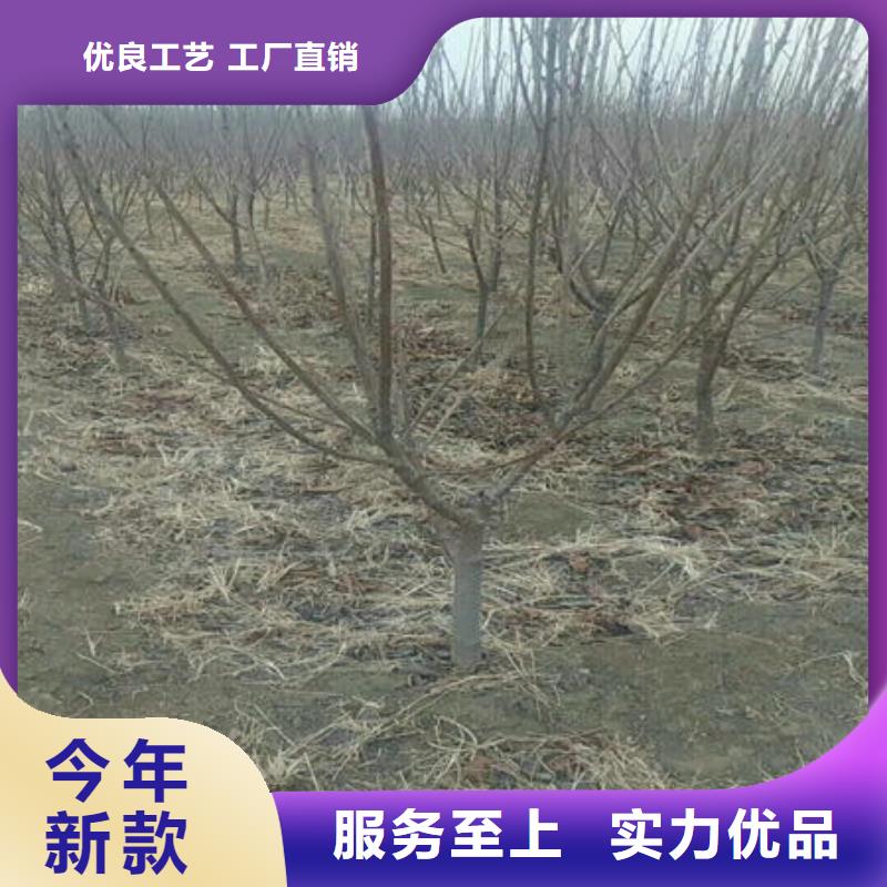 樱桃苗有资质