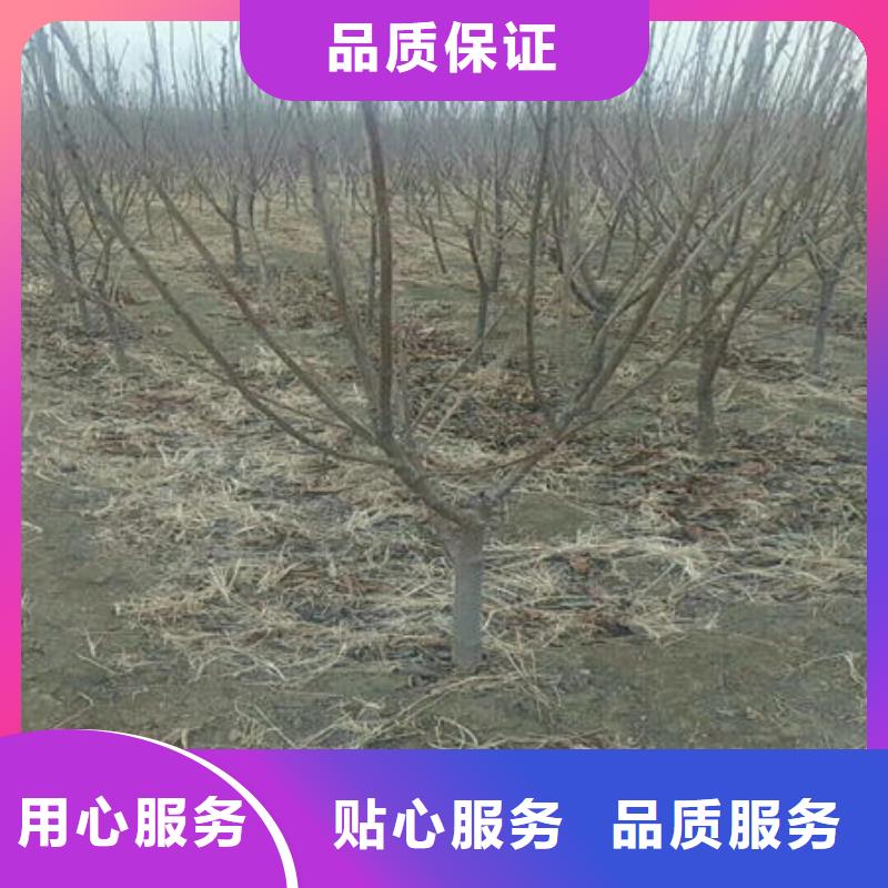 樱桃苗现货供应-可定制