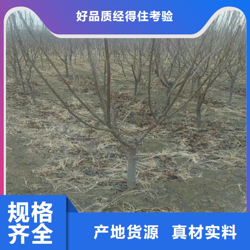 樱桃苗_樱桃苗