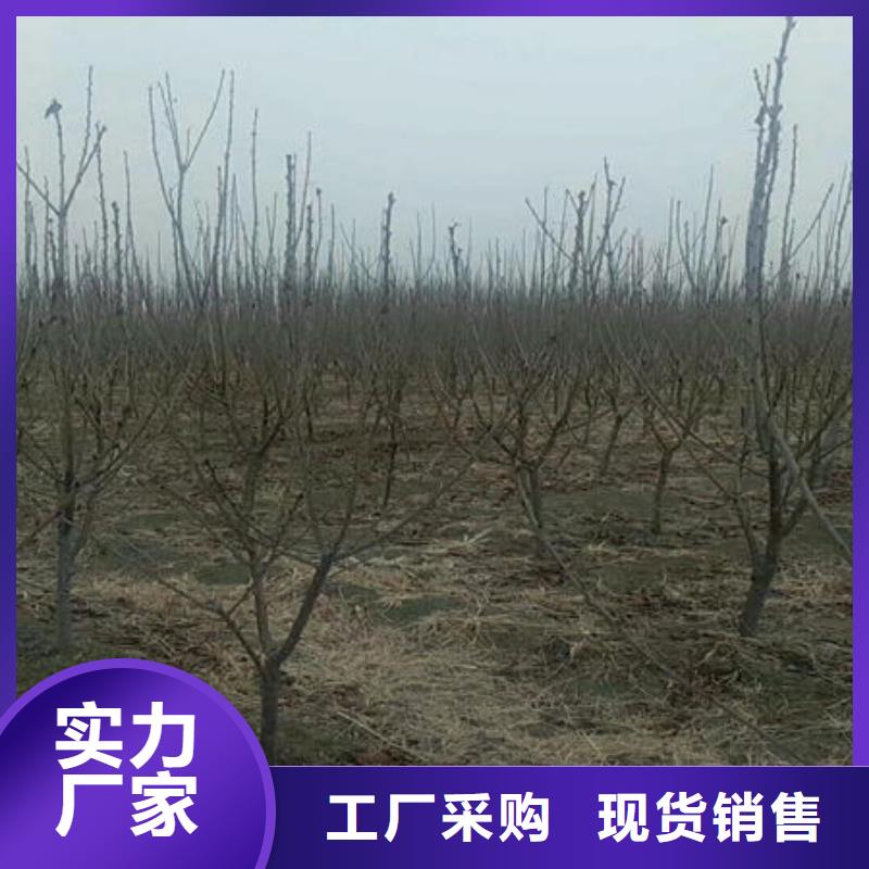 供应批发樱桃苗-大型厂家