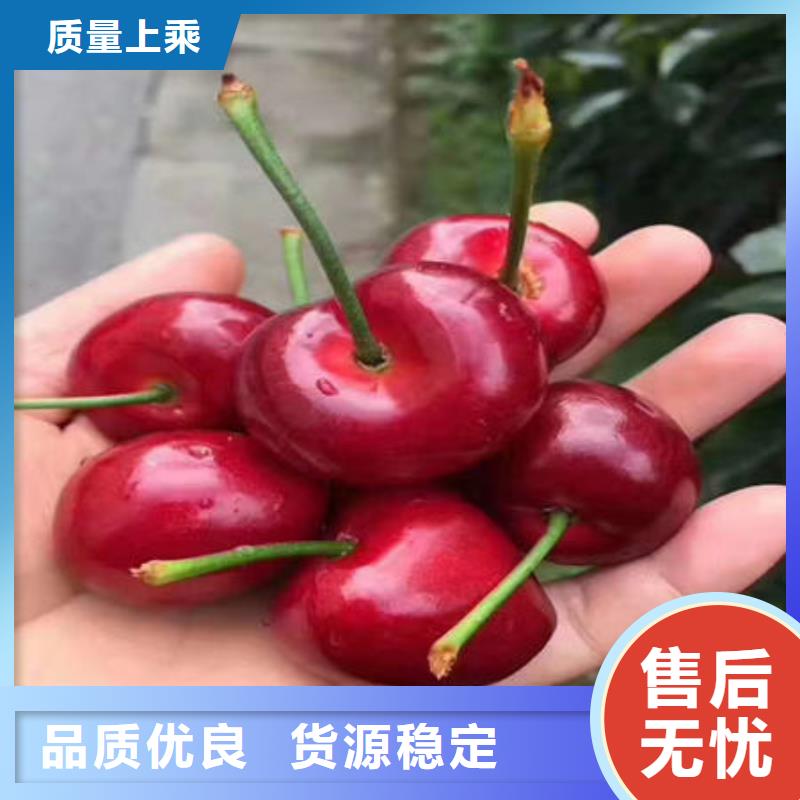 樱桃苗规格材质
