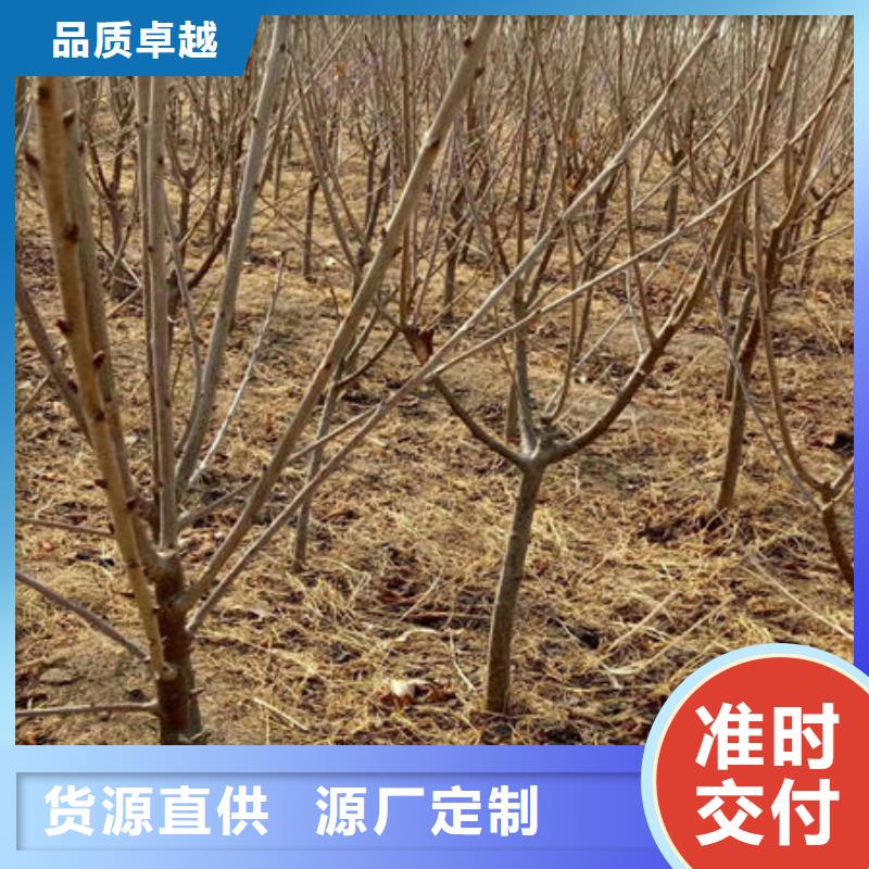 樱桃苗-樱桃苗货源充足