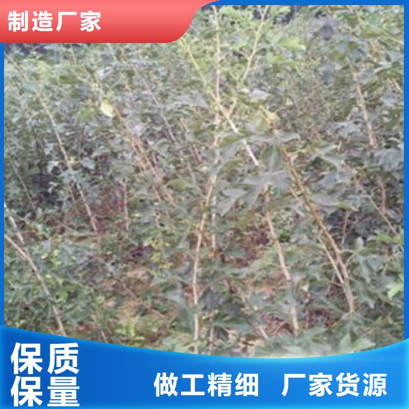 山楂树苗厂家订制