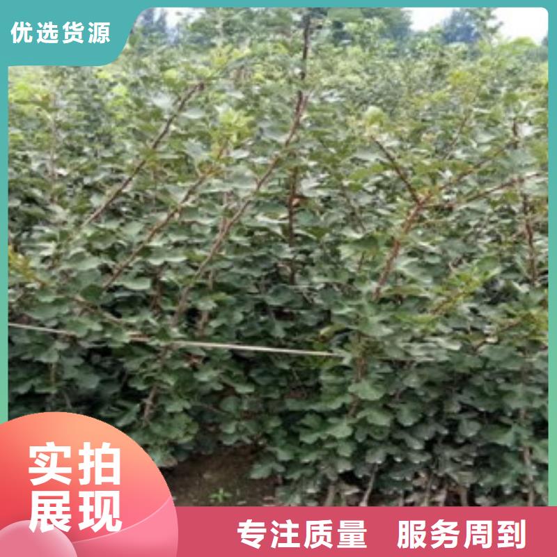 山楂树苗供应商-长期合作